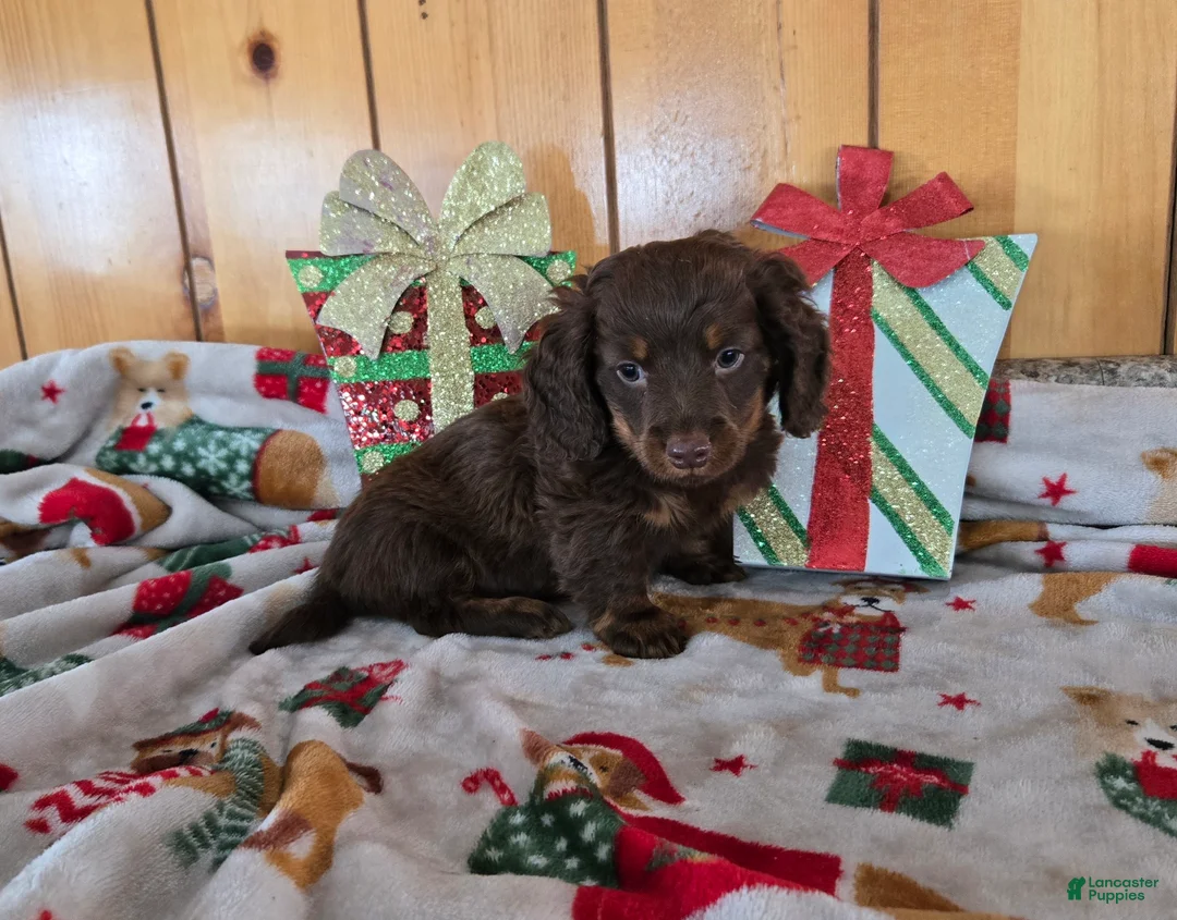 Miniature Dachshund dogs for sale: asher - Ad 2