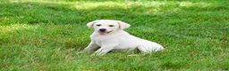 Labrador Retriever dogs for sale: Perseus  - Ad 3