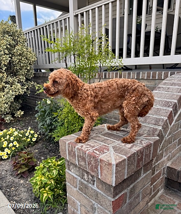 Toy Poodle dogs Biscuit - Ad 2