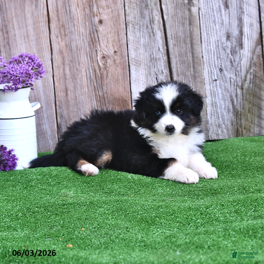 Miniature Australian Shepherd dogs for sale: Rambo - Ad 3