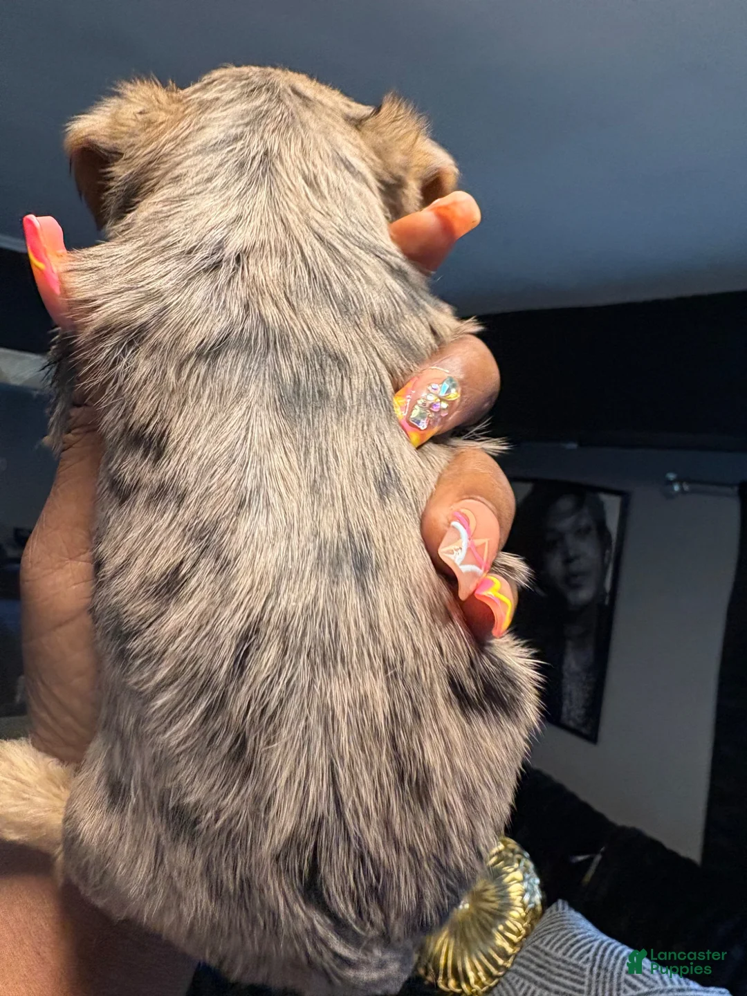 Yorkshire Terrier dogs for sale: Yorkshire Terrier 2 - Ad 12