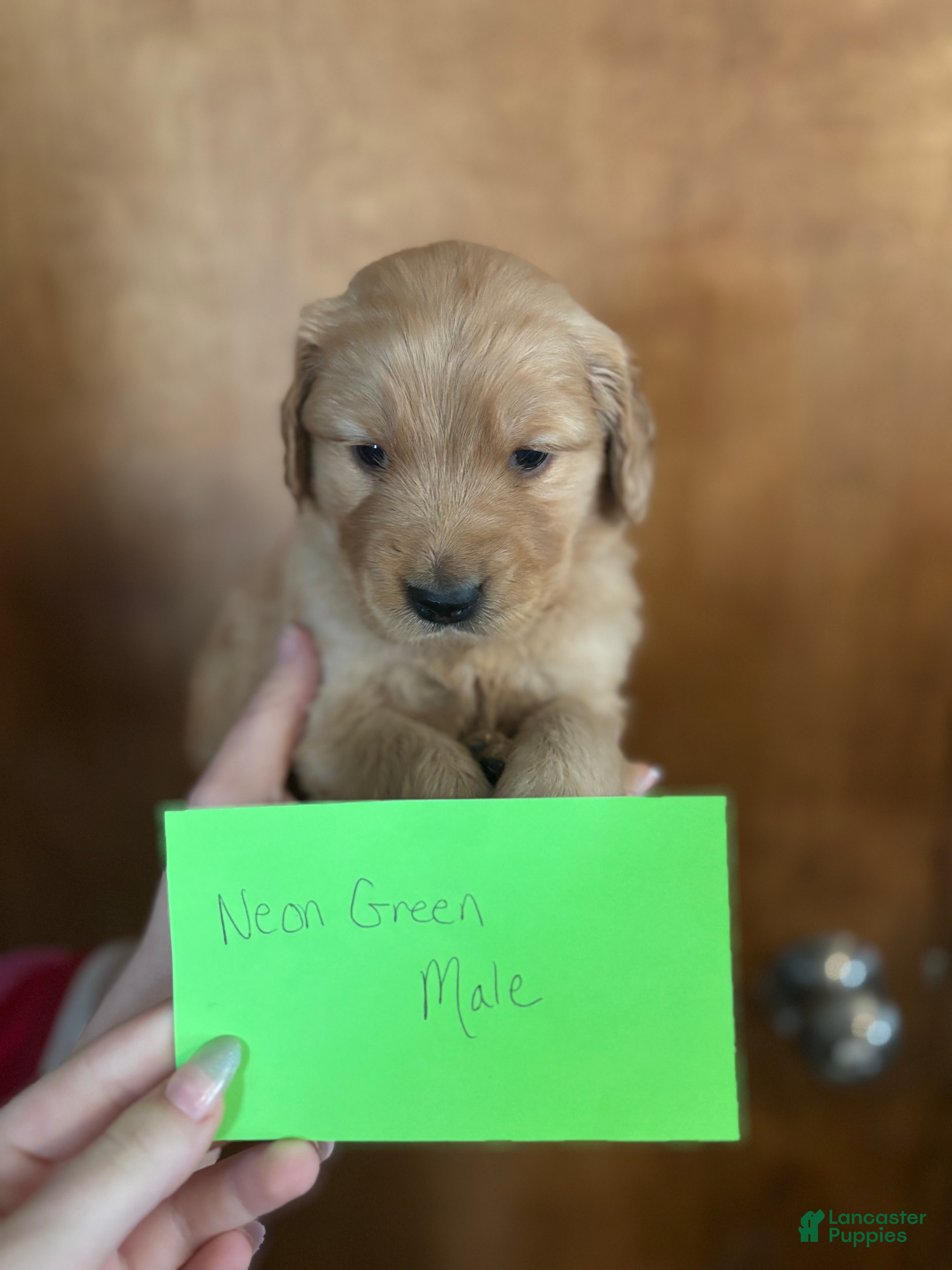 Golden Retriever dogs Neon green male - Ad 1