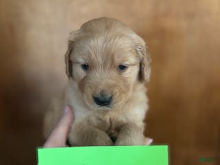 Golden Retriever dogs Neon green male - Ad 38
