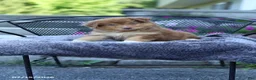 Australian Shepherd dogs for sale: Ruby - Ad 3