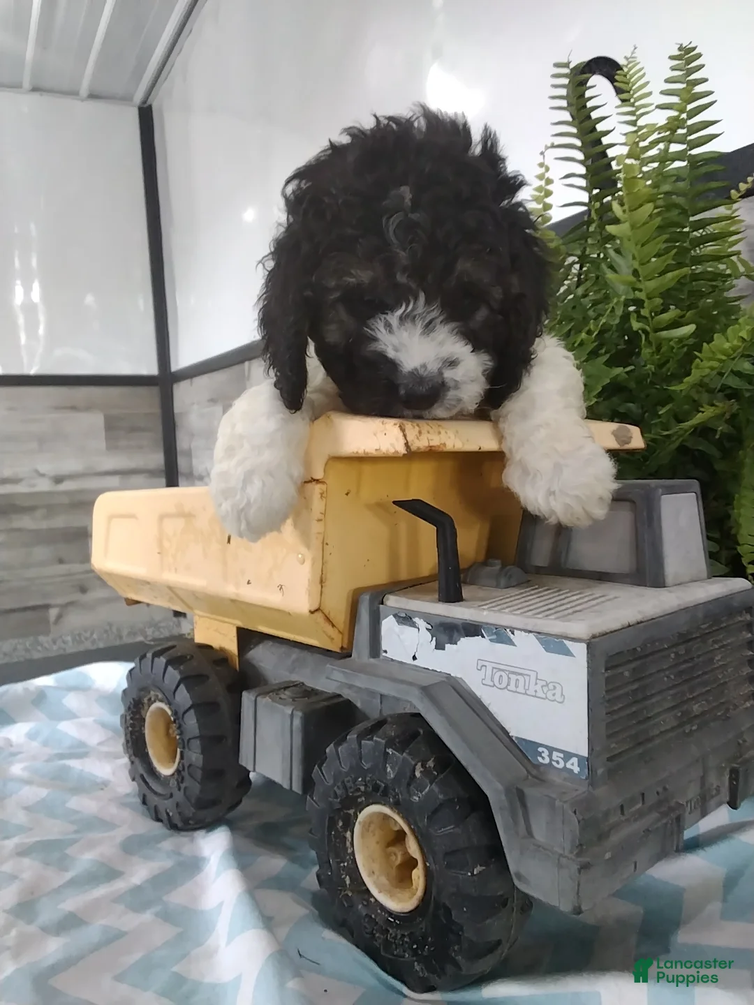 Cockapoo dogs for sale: George - Ad 5
