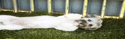 Havanese dogs for sale: Biscotti - Ad 4