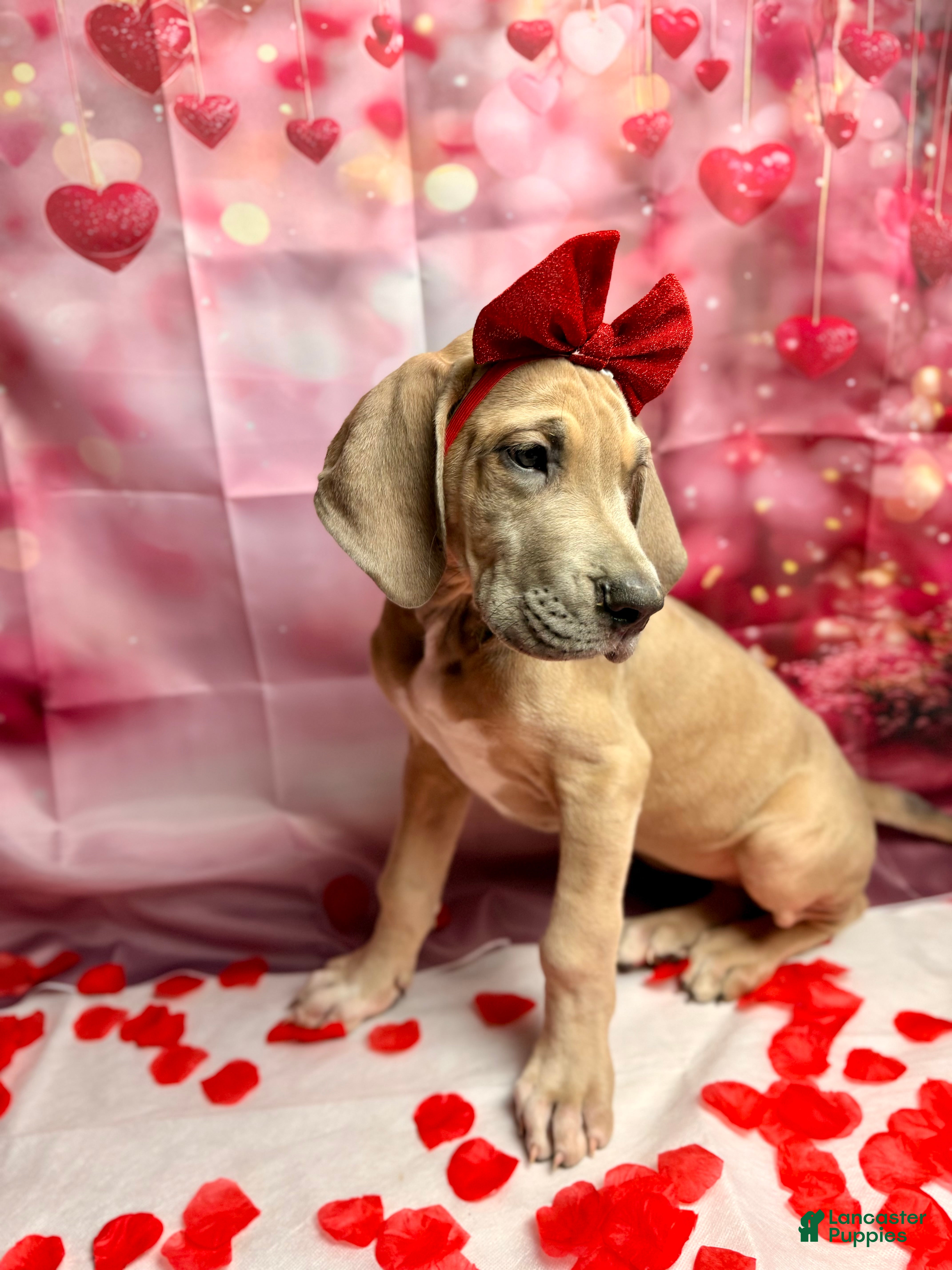 Great Dane dogs Blue Fawn (Heavy Euro) - Ad 2