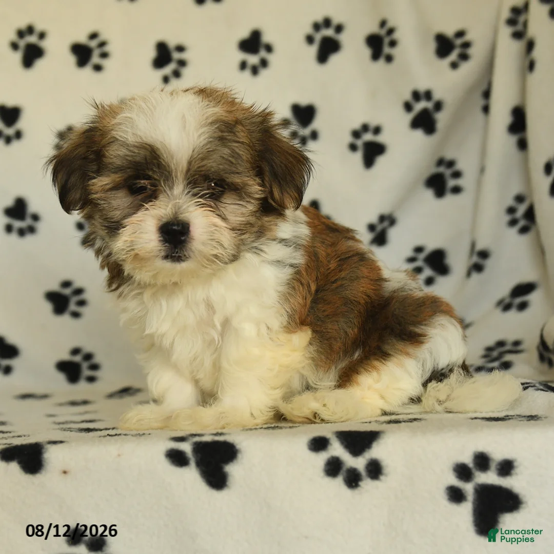 Shorkie dogs for sale: Ivanhoe - Ad 1