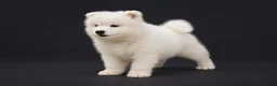 Samoyed dogs for sale: Queenie  - Ad 3