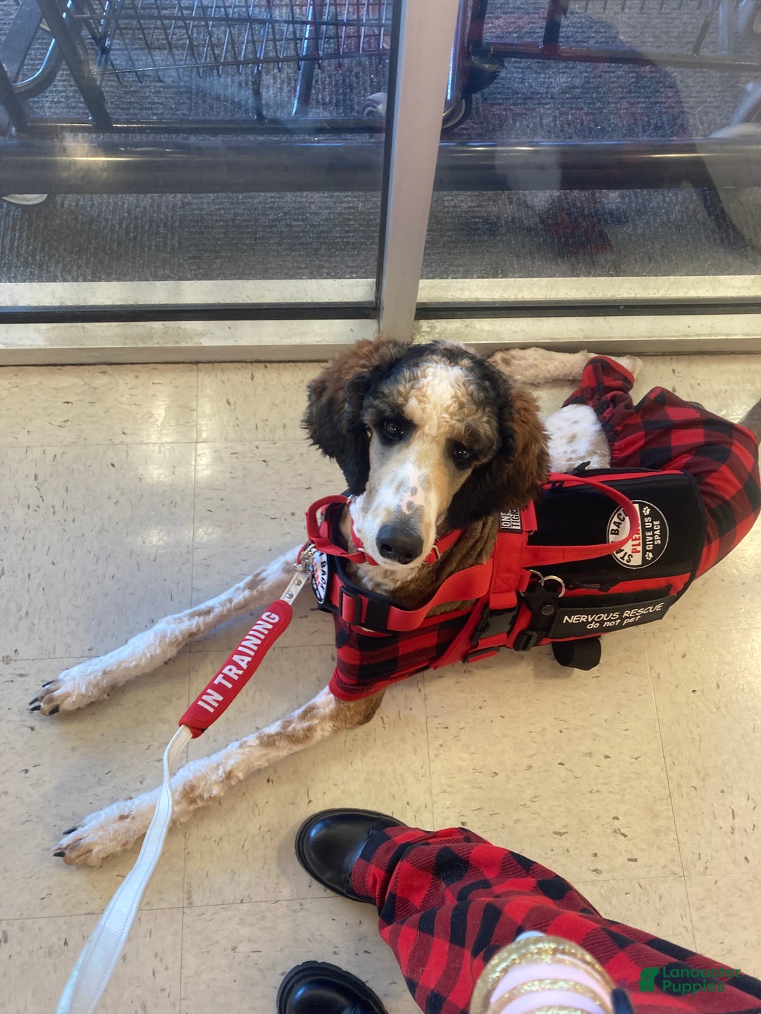 Standard Poodle dogs for sale: Flash - Ad 10