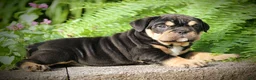 Beabull dogs for sale: Bonnie - Ad 2