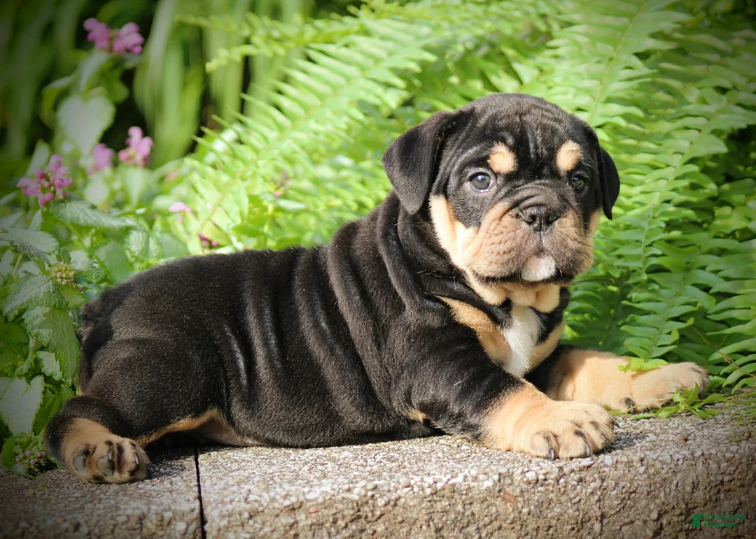Beabull dogs for sale: Bonnie - Ad 2