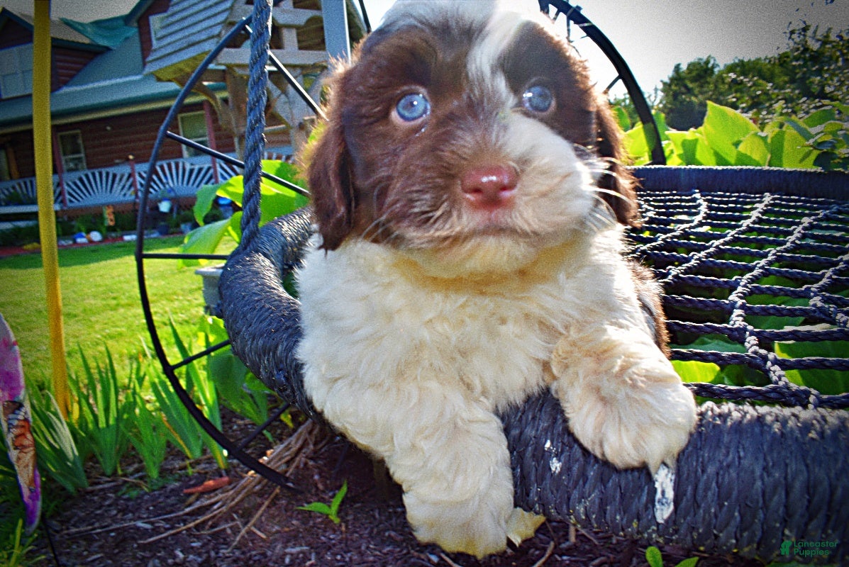 Havapoo dogs Teddy-SUMMER SALE!! $100 off listed price-this week only! - Ad 1