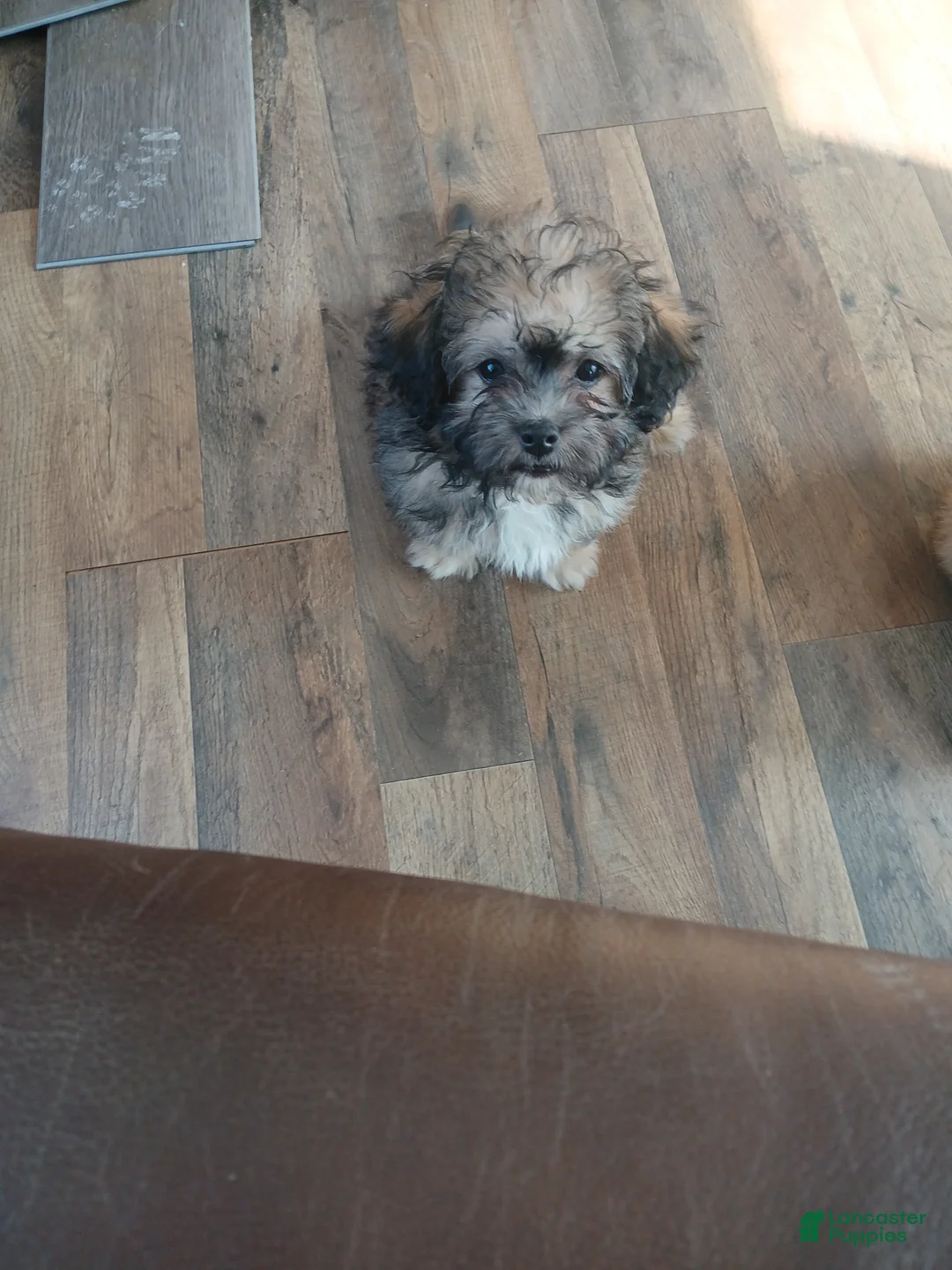 Havanese dogs for sale: Havanese Puppy 3 - Ad 1