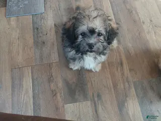 Havanese dogs Havanese Puppy 3 - Ad 30
