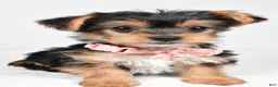 Yorkshire Terrier dogs for sale: Melody - Ad 5