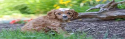 Cavapoo dogs for sale: Princess - Ad 4