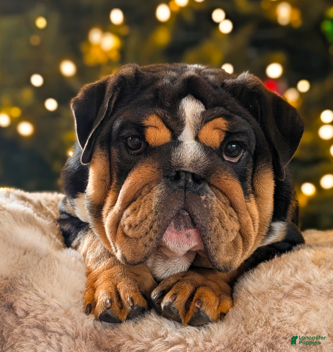 English Bulldog dogs English Bulldog Puppy 1 - Ad 2