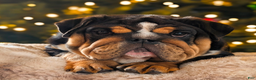 English Bulldog dogs for sale: English Bulldog Puppy 1 - Ad 1
