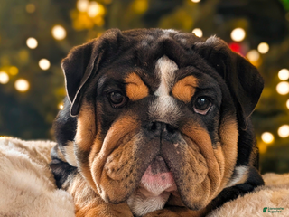 English Bulldog dogs English Bulldog Puppy 1 - Ad 2