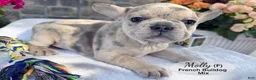 Mixed Breed dogs for sale: Molly - Ad 3