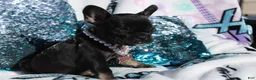 French Bulldog dogs for sale: French Bulldog Puppy 6 - Ad 2