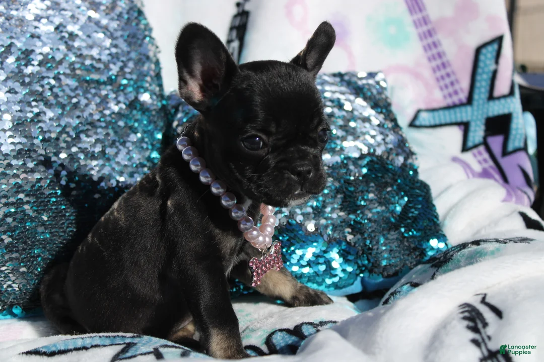 French Bulldog dogs for sale: French Bulldog Puppy 6 - Ad 2