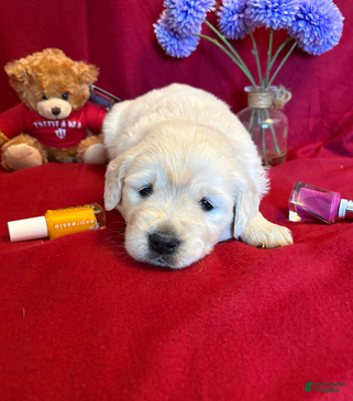 Golden Retriever dogs Bougie - Ad 2