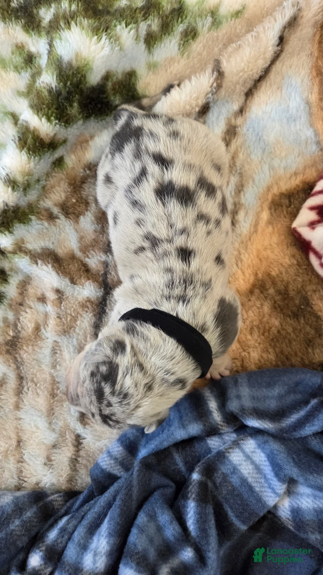 American Bulldog dogs for sale: Blue Merle Female (Black) - Ad 1