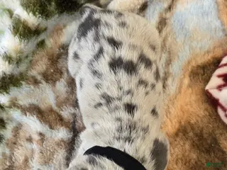 American Bulldog dogs Blue Merle Female (Black) - Ad 8