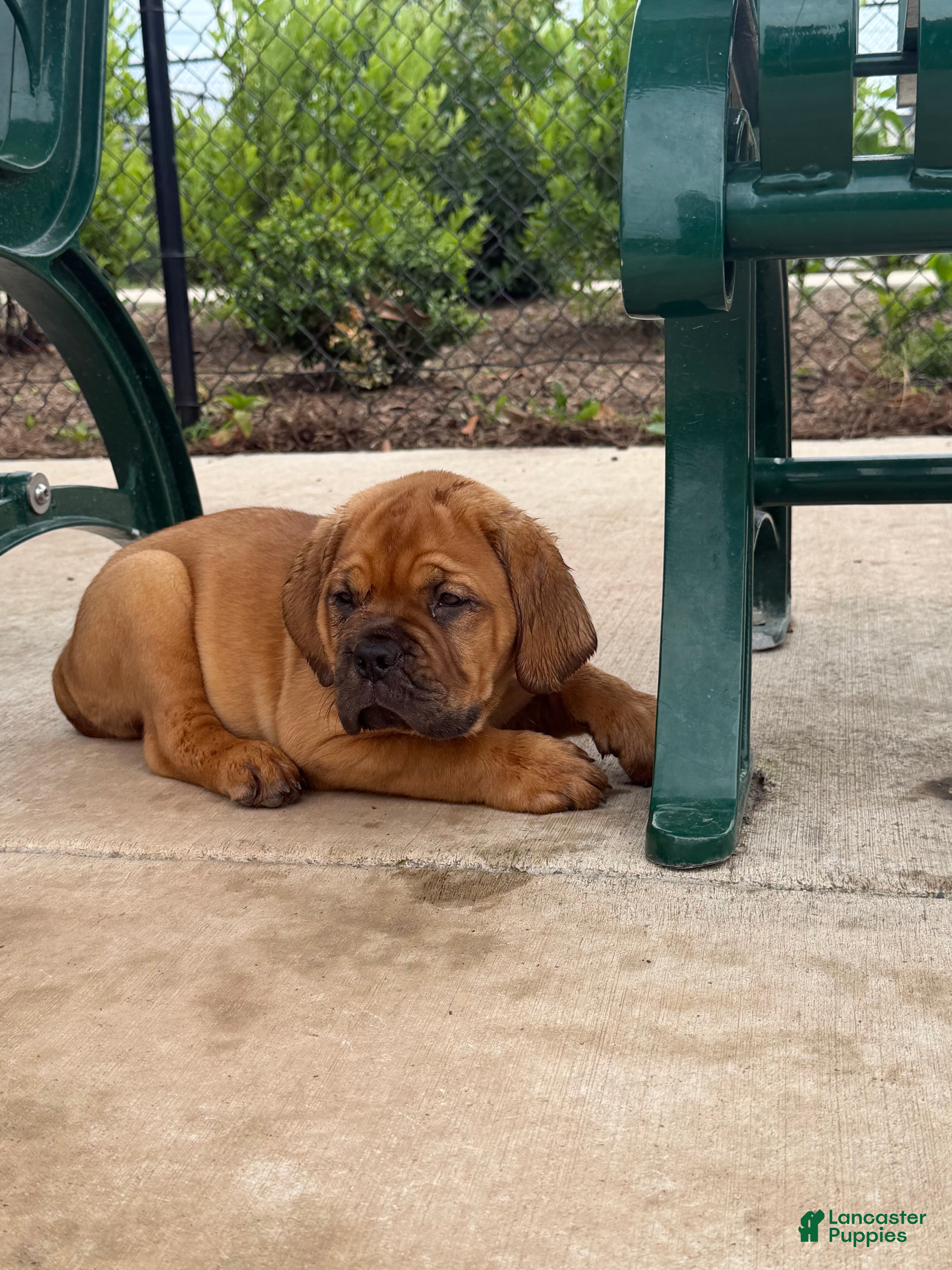 Dogue De Bordeaux dogs Dogue De Bordeaux 2 - Ad 2