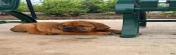 Dogue De Bordeaux dogs for sale: Dogue De Bordeaux 2 - Ad 2