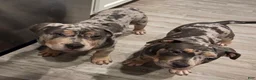American Bully dogs for sale: Female Blue Tri Merle - Ad 5