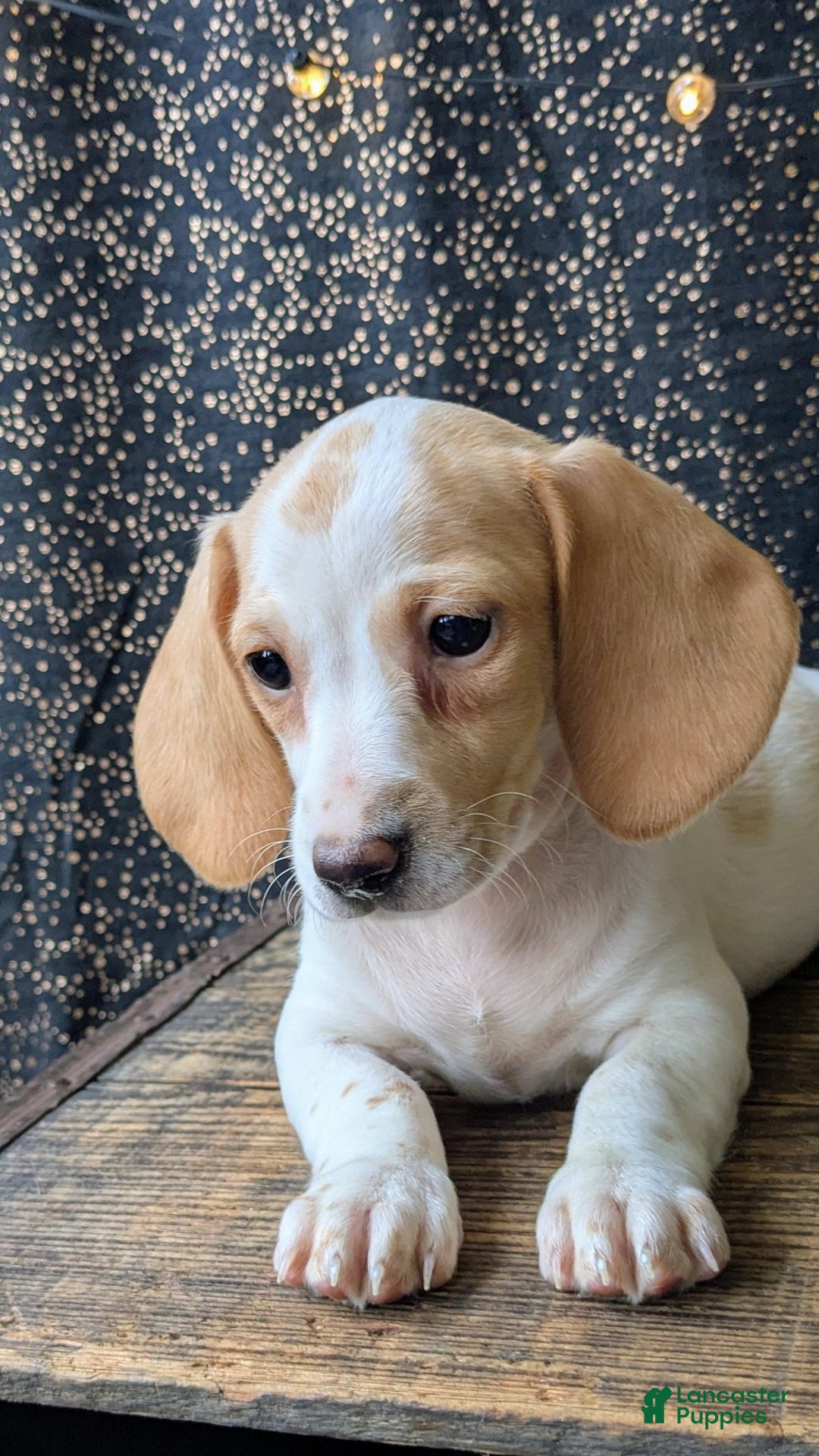 Dachshund dogs for sale: Tinsley  - Ad 7