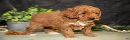 Miniature Poodle dogs for sale: Kaley - Ad 3