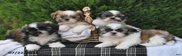 Shih Tzu dogs for sale: Spotty - Ad 5