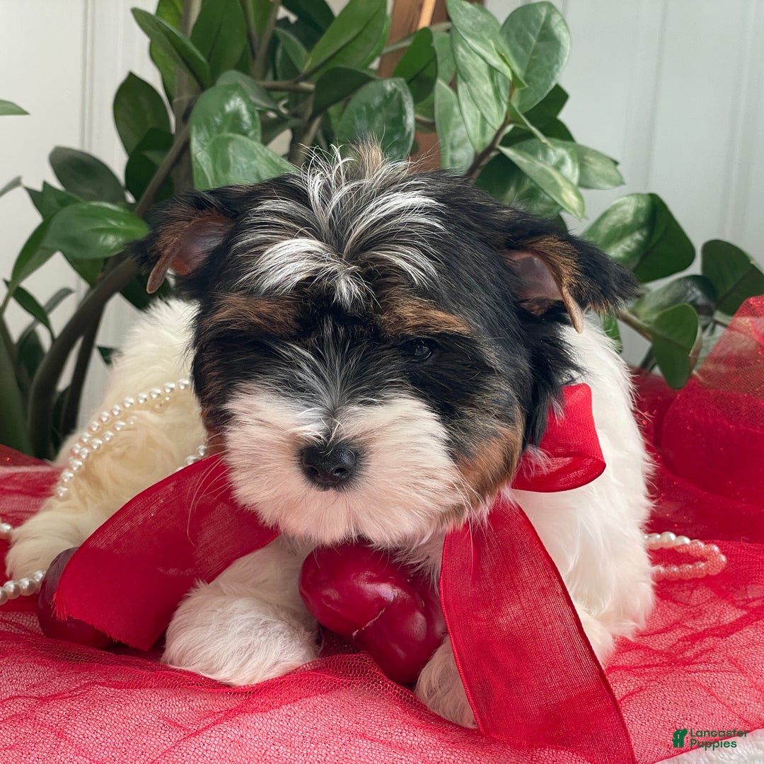 Biewer Terrier dogs for sale: Kricket - Ad 7