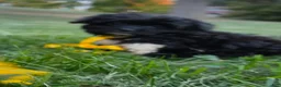 Yorkiepoo dogs for sale: Captain  - Ad 6
