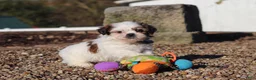 Shih Tzu dogs for sale: James - Ad 8