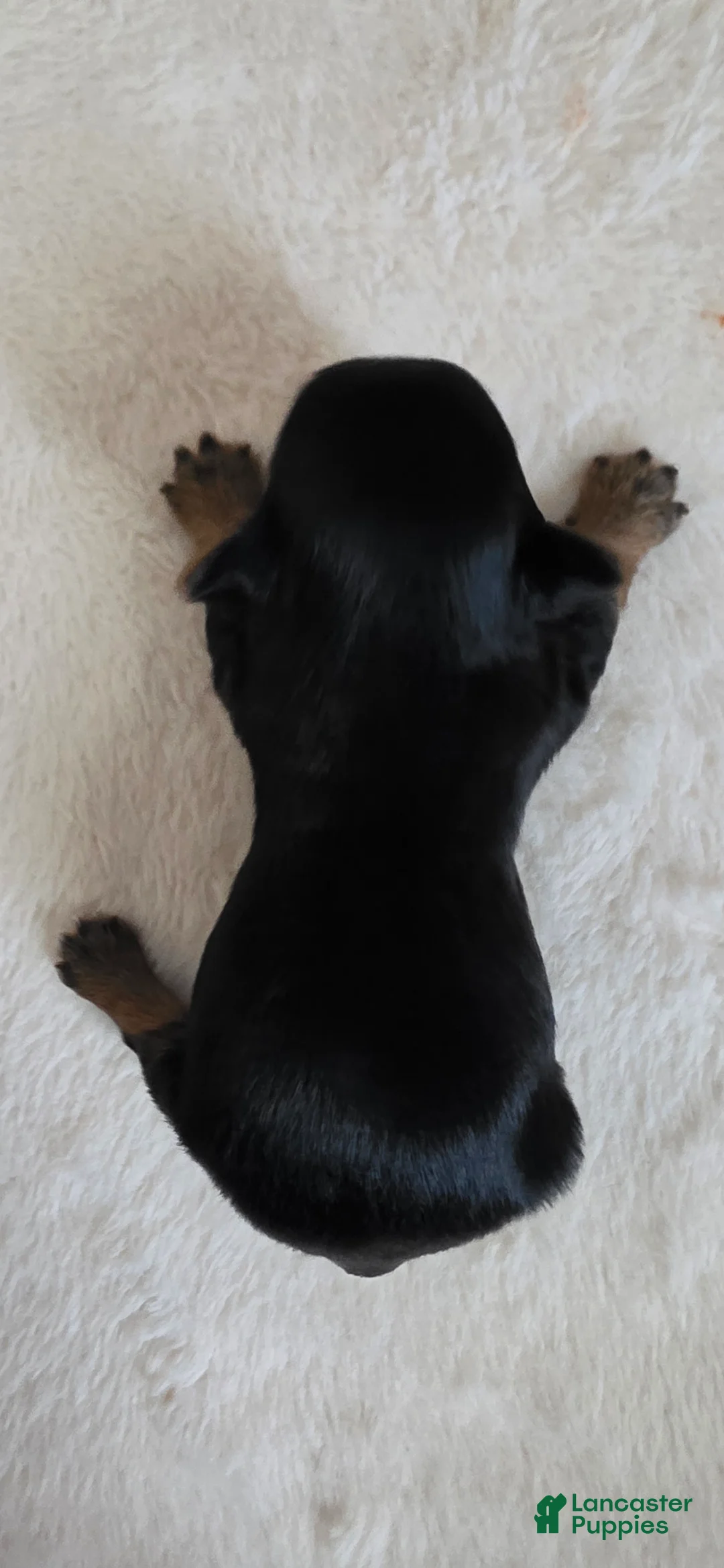 Yorkshire Terrier dogs for sale: Monica - Ad 2