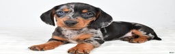 Miniature Dachshund dogs for sale: Sammy - Ad 1