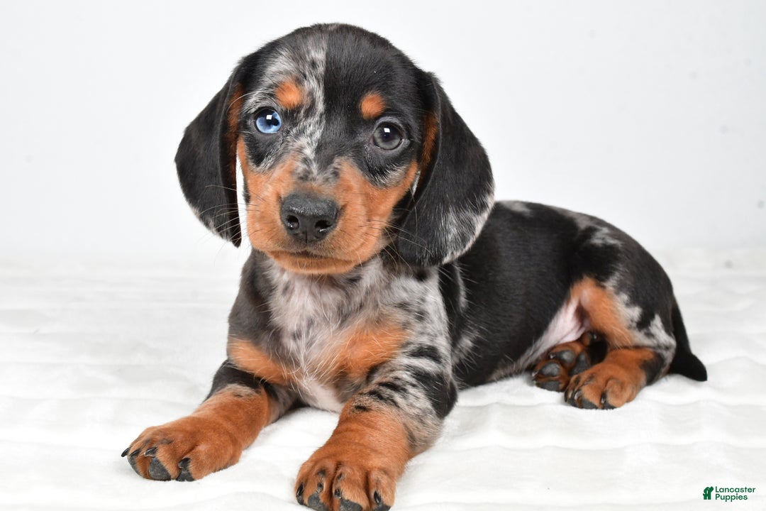 Miniature Dachshund dogs for sale: Sammy - Ad 1