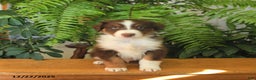 Australian Shepherd dogs for sale: Adonis - Ad 4