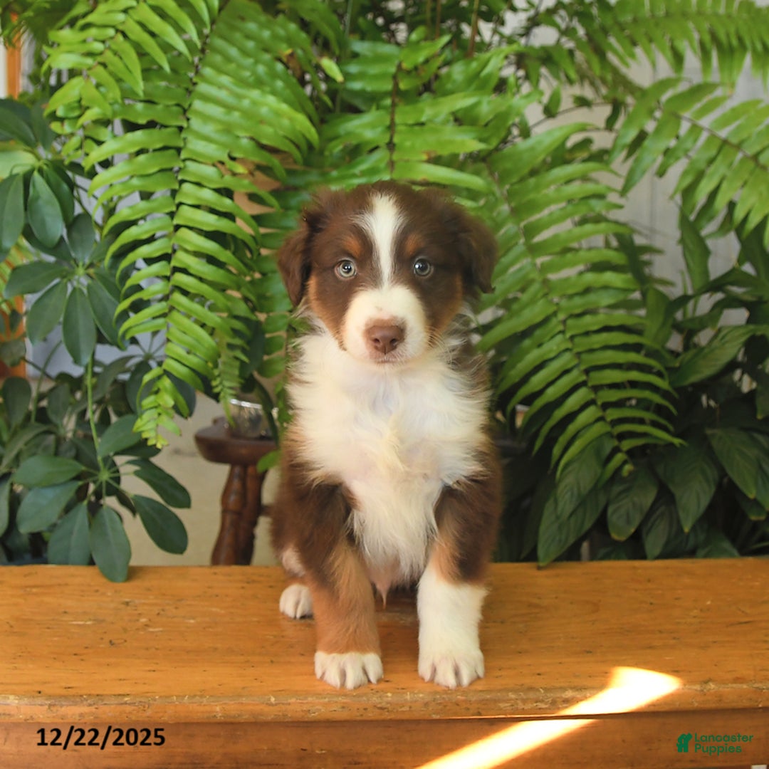 Australian Shepherd dogs for sale: Adonis - Ad 4