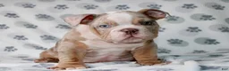 English Bulldog dogs for sale: Mega  - Ad 2