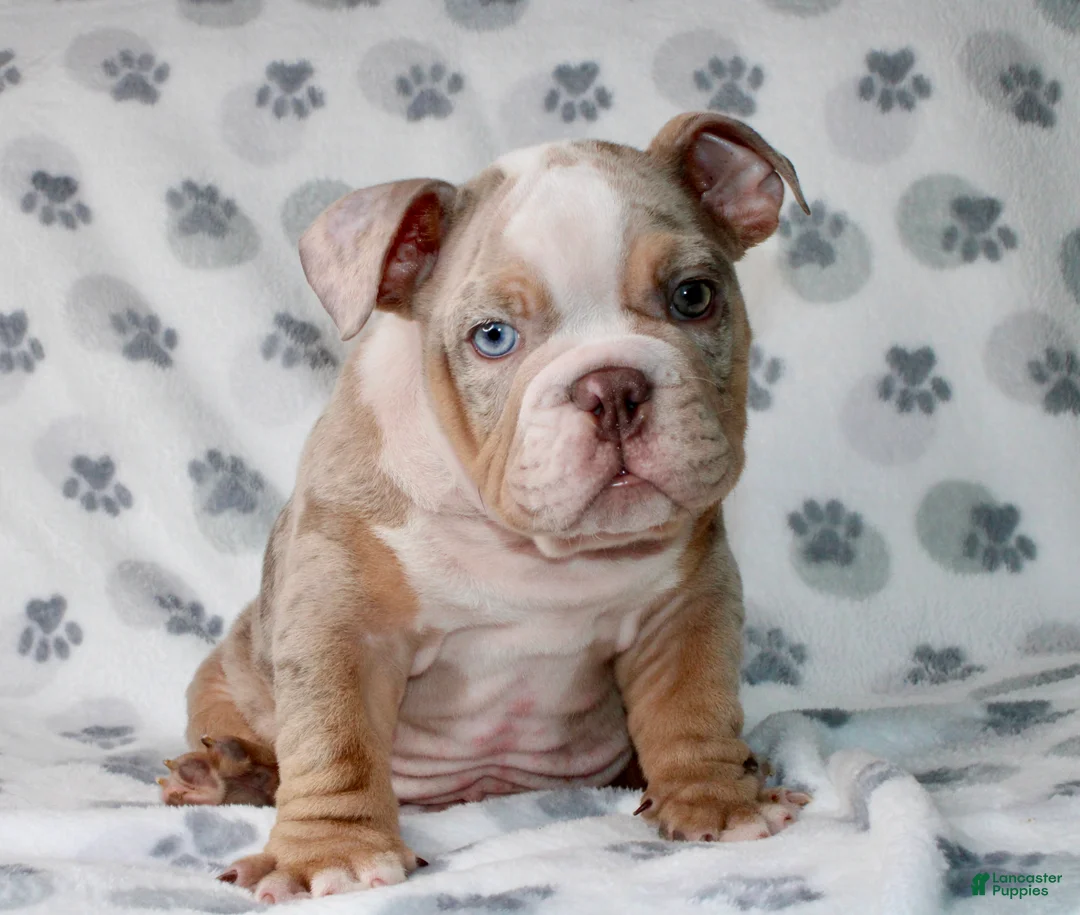 English Bulldog dogs for sale: Mega  - Ad 2