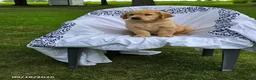 Golden Retriever dogs for sale: Keith - Ad 4