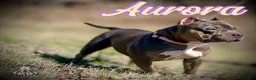 American Bully dogs for sale: Penny - Ad 7