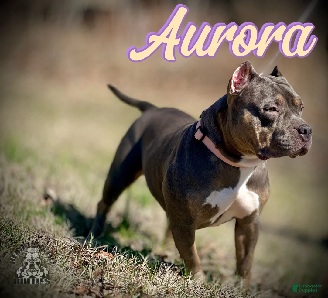 American Bully dogs for sale: Penny - Ad 7