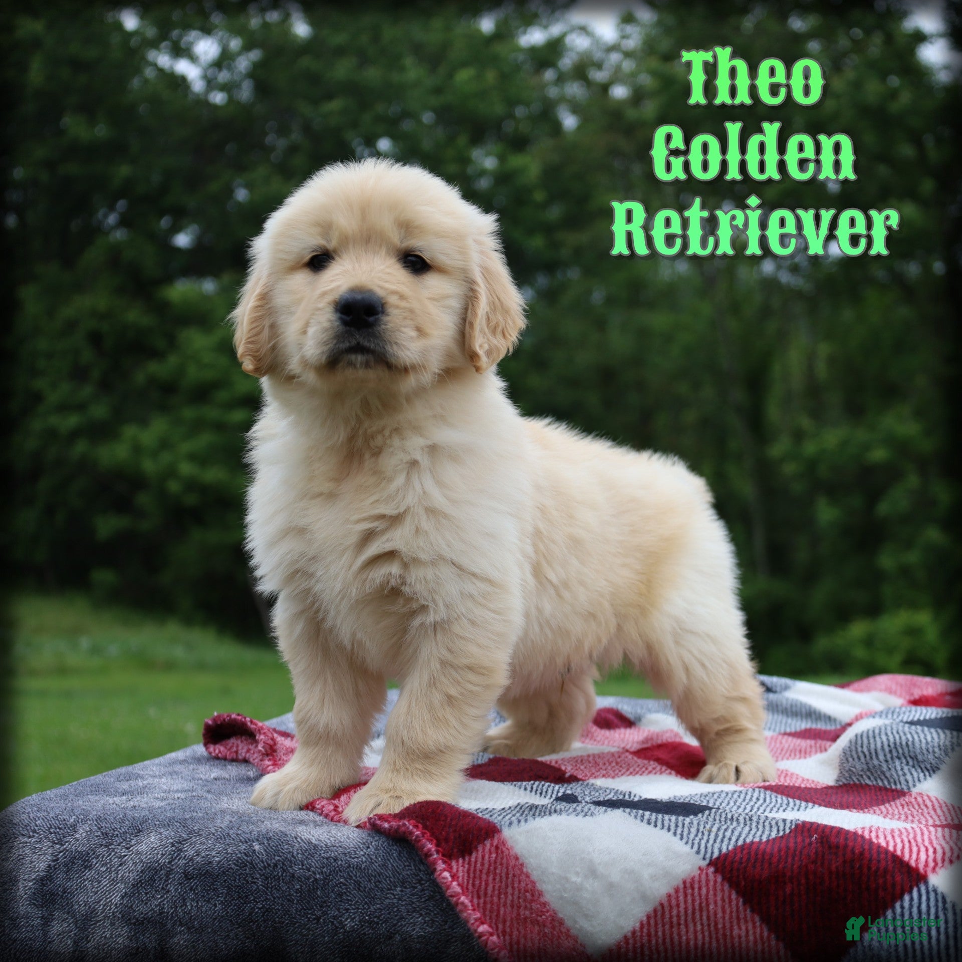 Golden Retriever dogs Theo - Ad 1